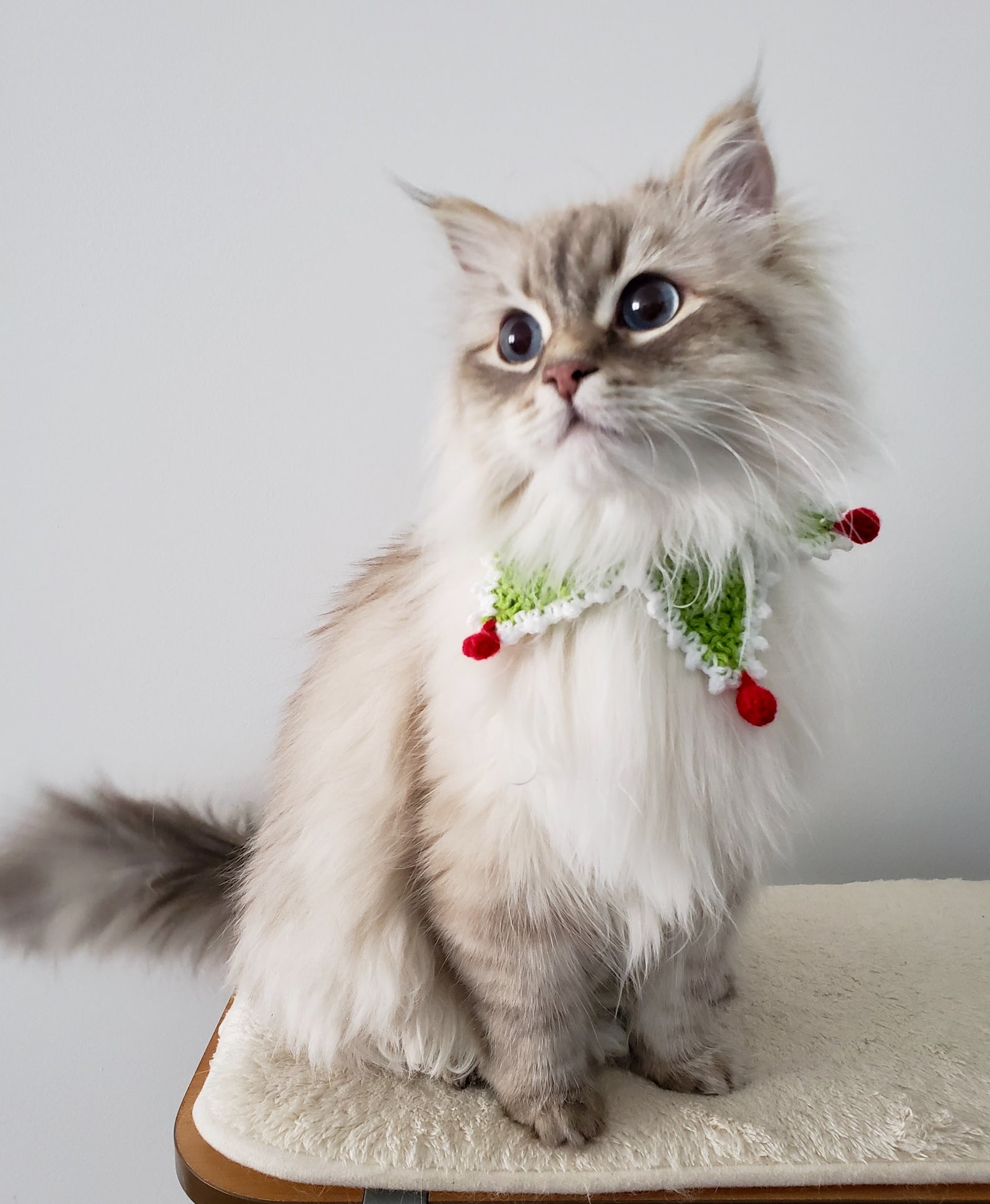 Chat à poil long