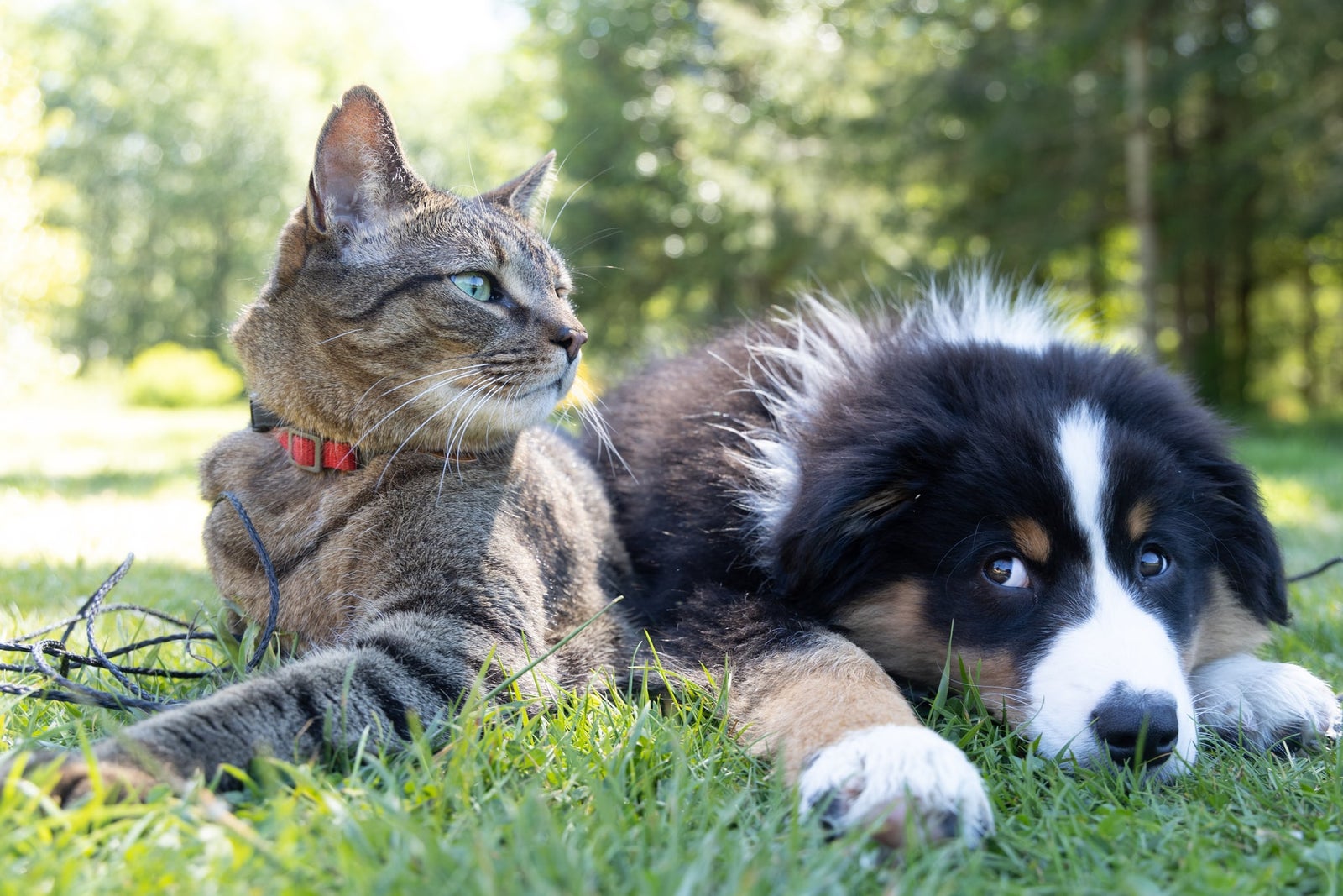 Un chat et un chien couchés côte à côte dans l'herbe