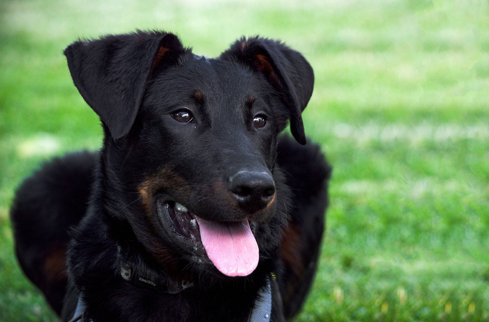 Chien noir aux oreilles tombantes dans l'herbe