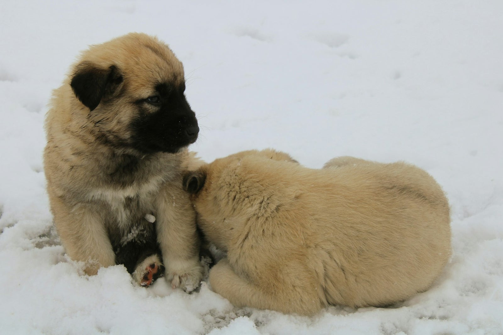 Deux chiots dans la neige