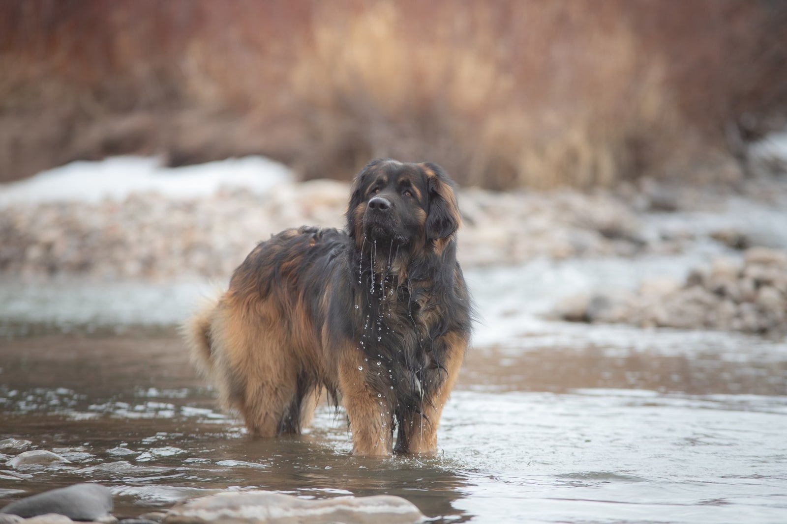 Grand chien au poil long sortant de l'eau