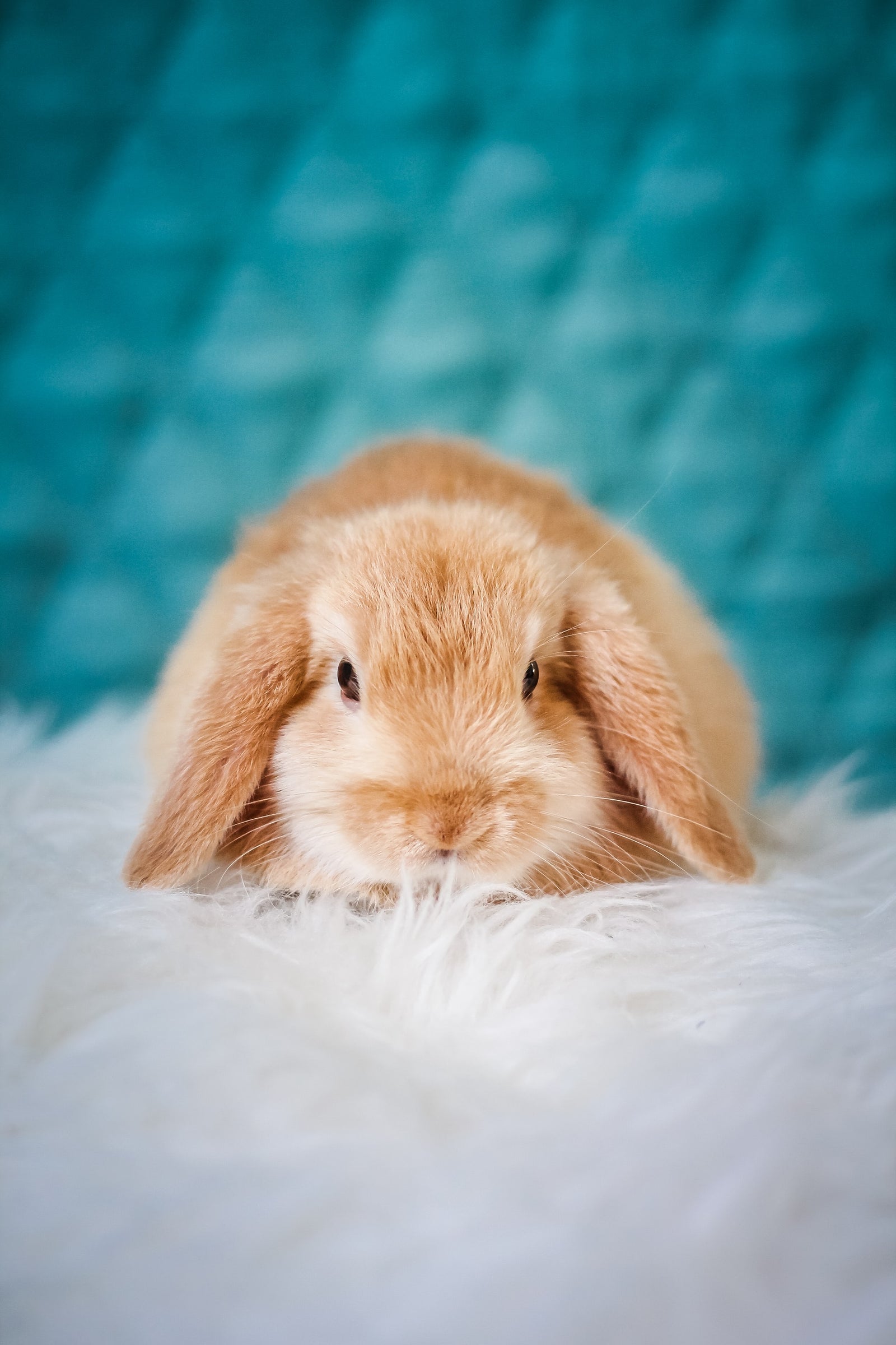 Lapin bélier roux sur une couverture