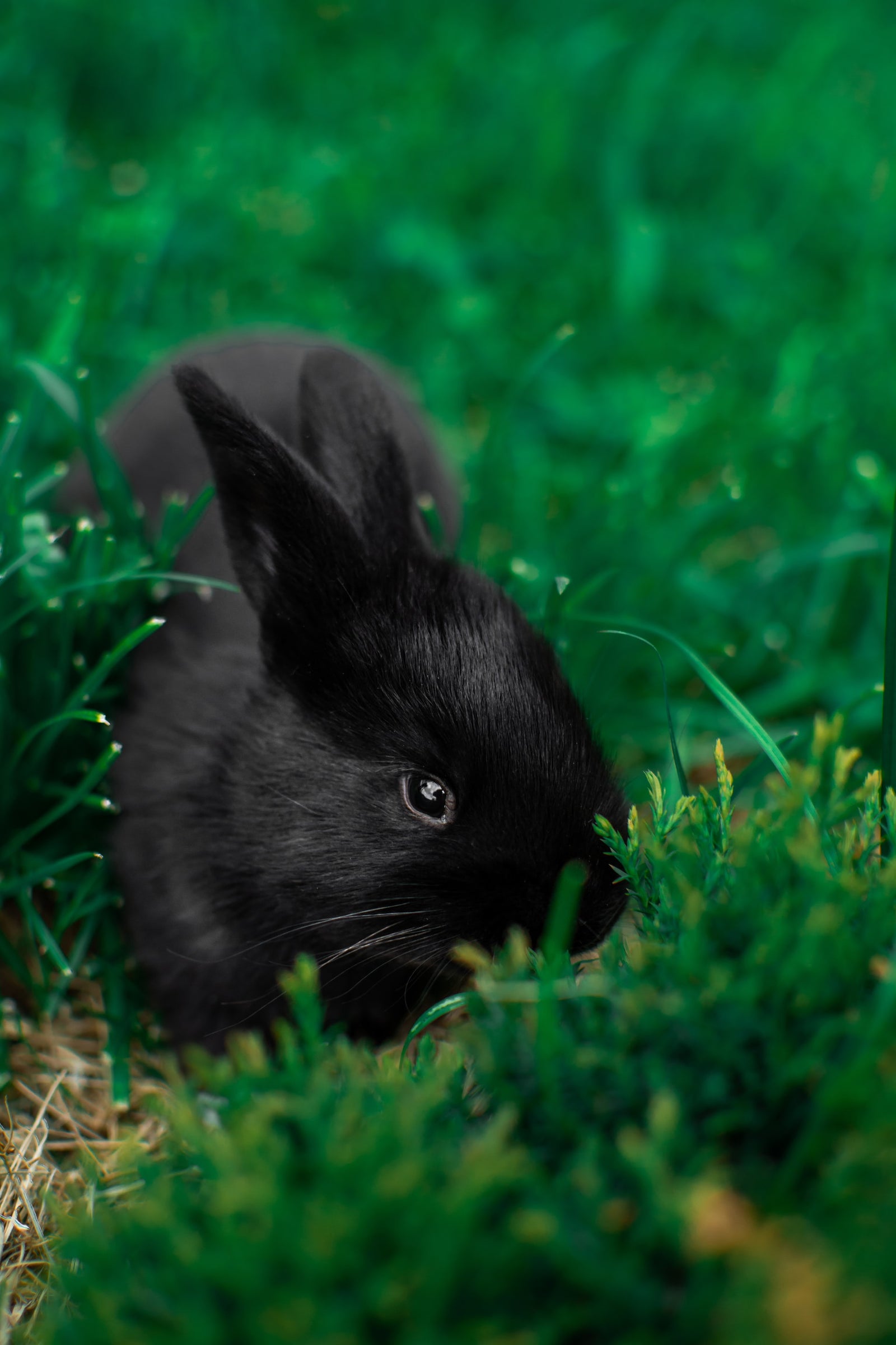 Lapin nain noir dans l'herbe