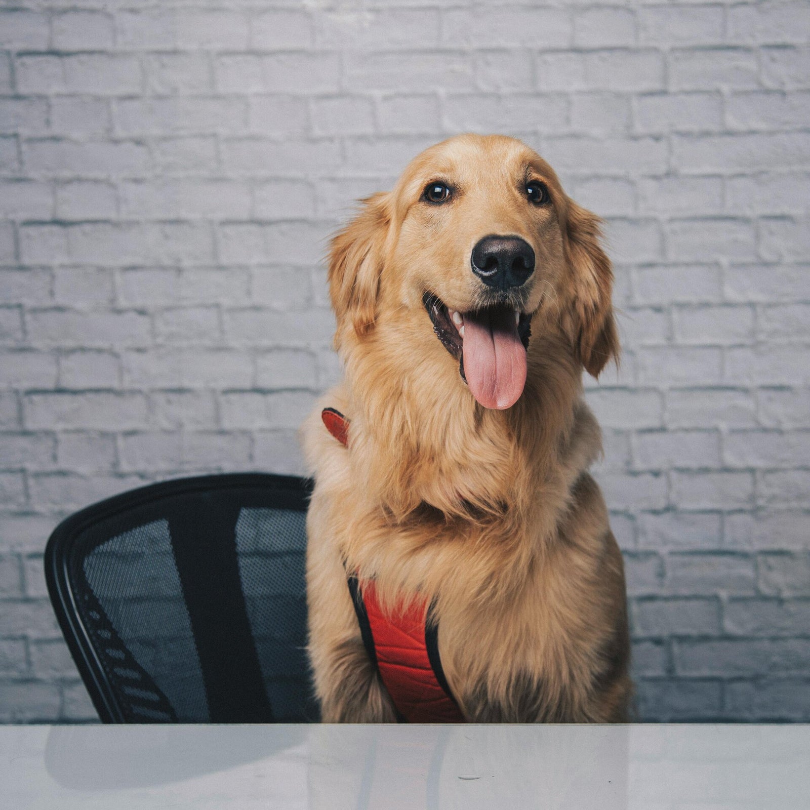 Golden retriever assis, la langue sortie