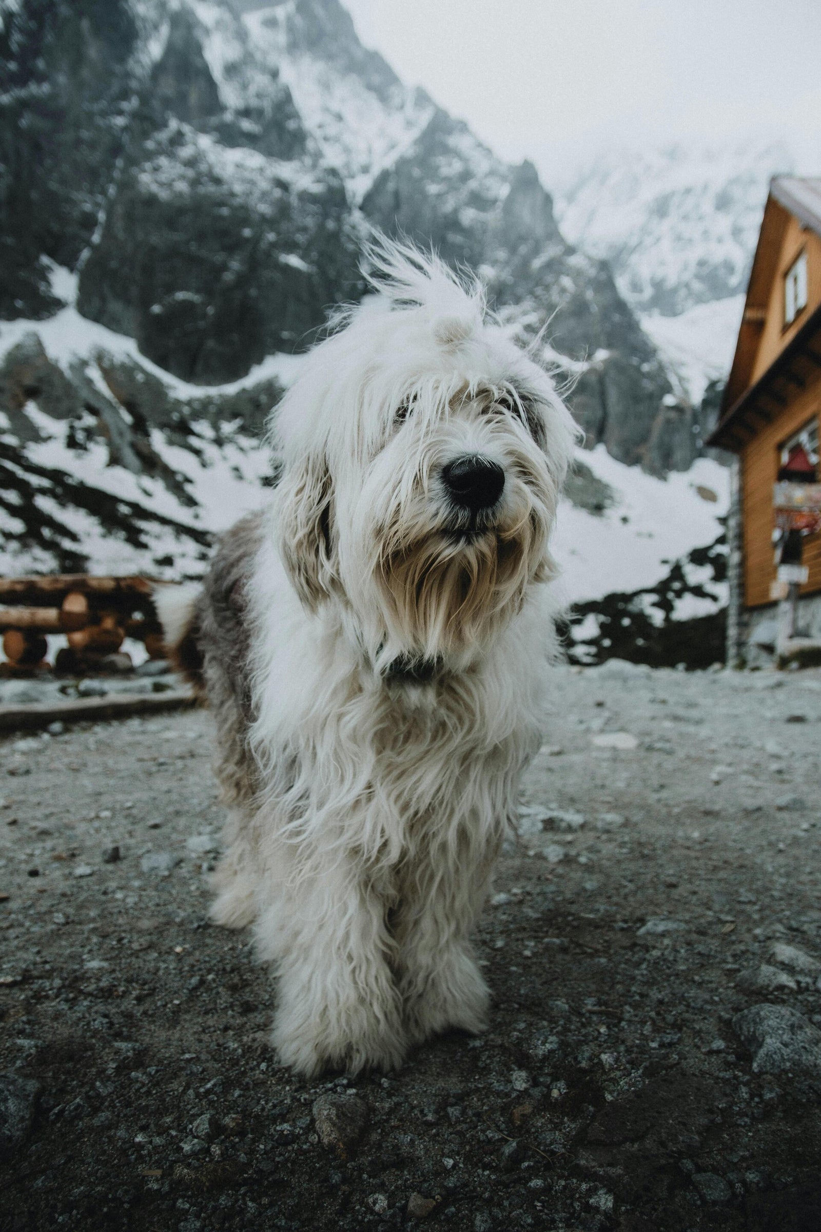 Bobtail au poil long et blanc en extérieur