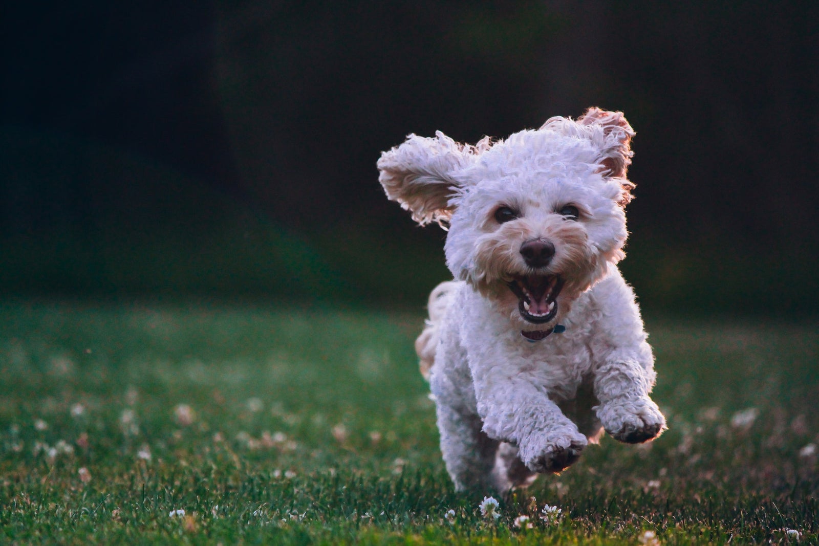 Petit chien blanc bouclé courant dans l'herbe