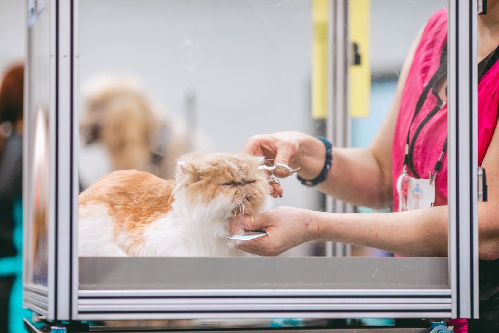 Chat persan toiletté aux ciseaux, tenu délicatement