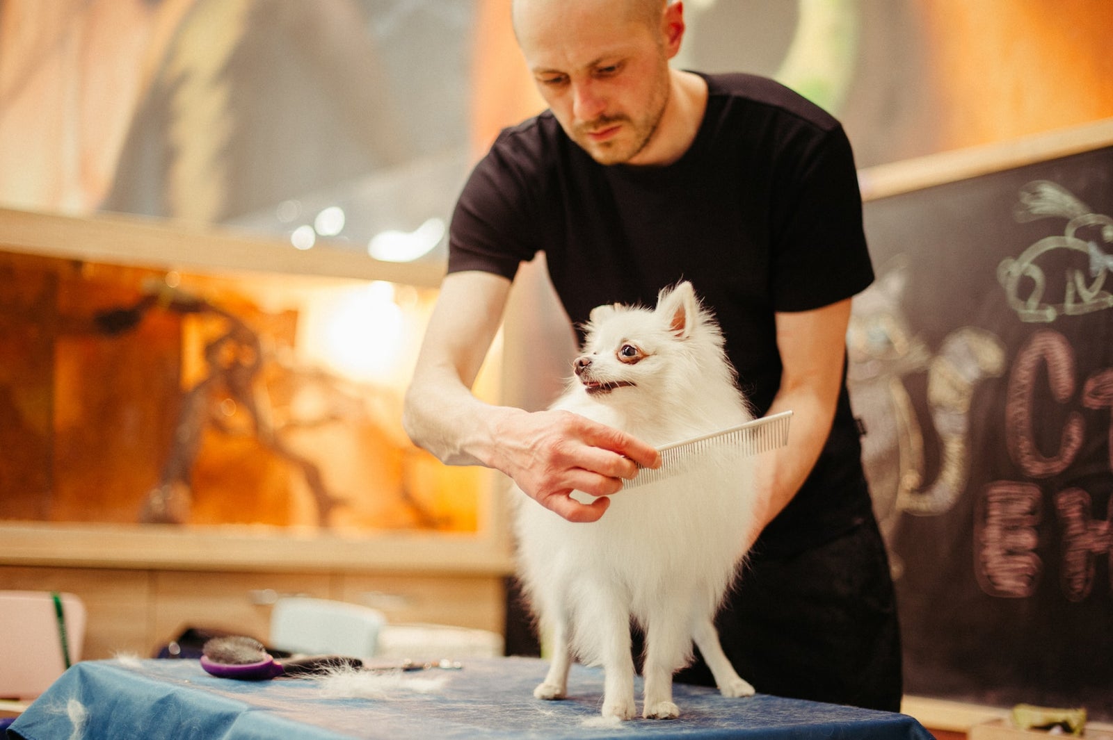 Toiletteur peignant un spitz blanc