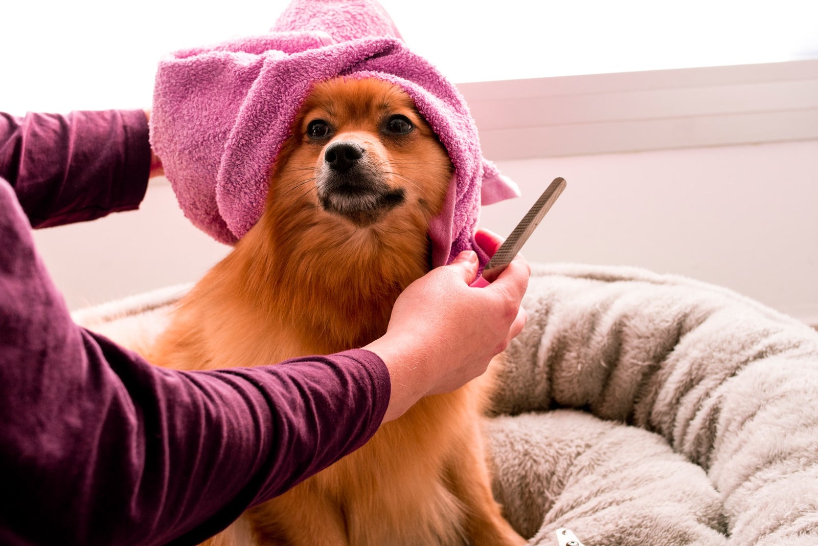 Spitz enveloppé d'une serviette après son bain